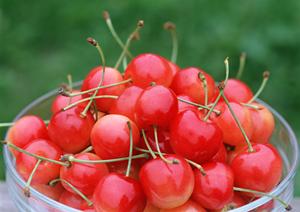 吉祥寺で味わう本格ナポリピッツァ:ラ・ベファーナの魅力と特徴