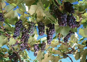 地域に愛され続けるお弁当屋さん「お弁当のつるや」−多彩なメニューと手頃な価格が魅力